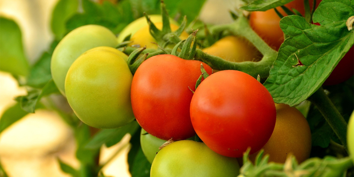 Pomodori riprodotti illegalmente: condanne da 100 mila euro